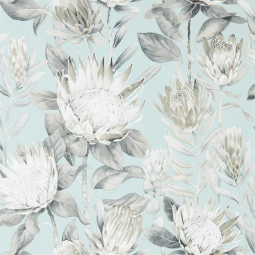 King Protea 216645